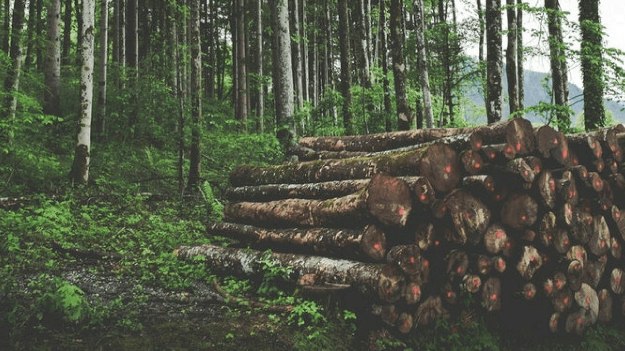 Car Parts Made out of Wood: Is this the Future?
