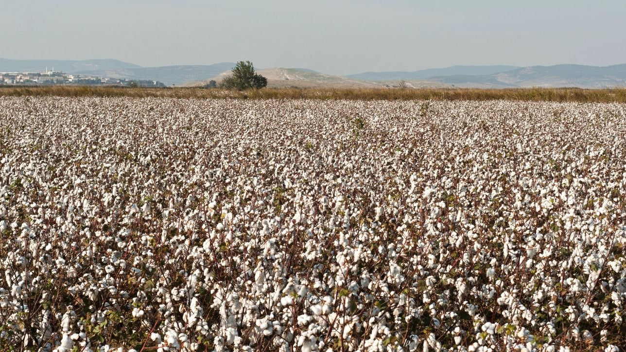 Material stories: what is cotton? - Buy Me Once UK