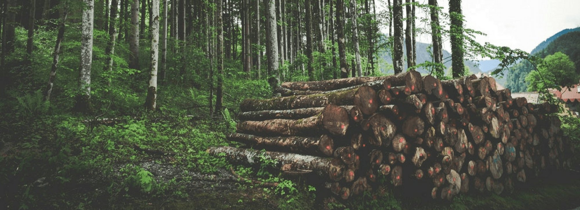 Car Parts Made out of Wood: Is this the Future? - Buy Me Once UK