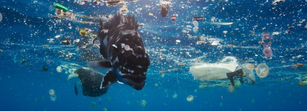 Could Blue Planet II turn the tide on plastic waste? - Buy Me Once UK