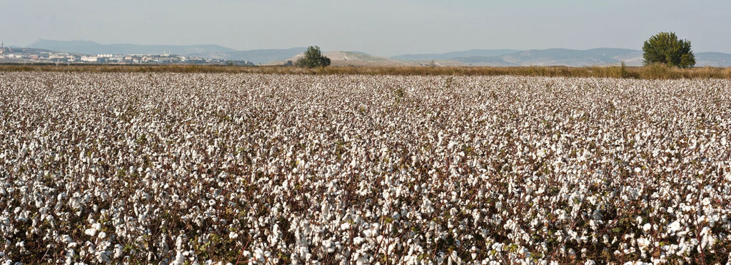 Material stories: what is cotton? - Buy Me Once UK
